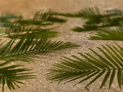 Palms Palms